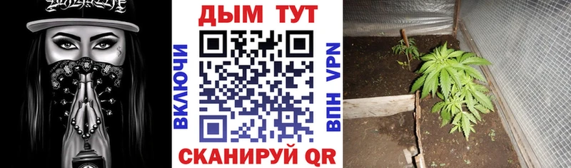 Конопля марихуана  Купить где  Иваново 